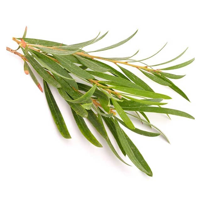 cajeput4